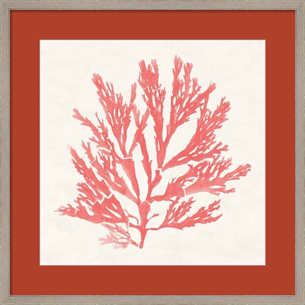 Framed Pacific Sea Mosses I Coral Print