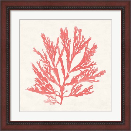Framed Pacific Sea Mosses I Coral Print