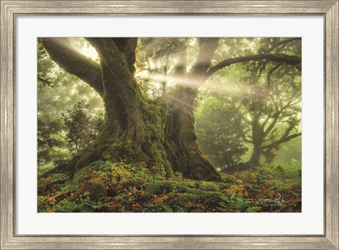 Framed One-Two Tree Print