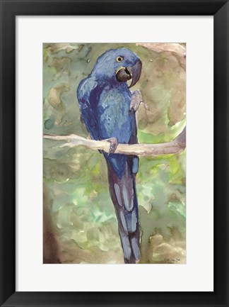 Framed Blue Parrot 2 Print