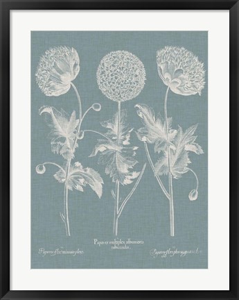 Framed Besler Poppies IV Print