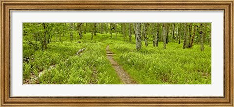 Framed Country Road Panorama VI Print
