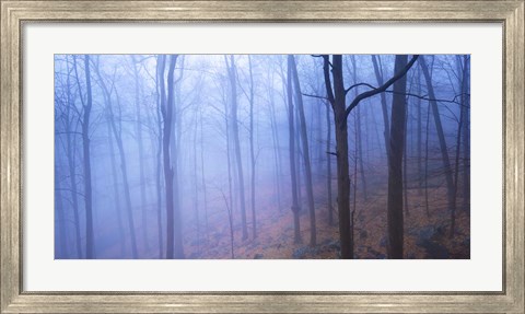 Framed Harriman Woods VI Print
