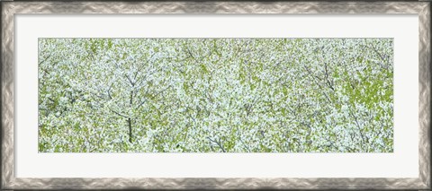 Framed Tree Panorama I Print