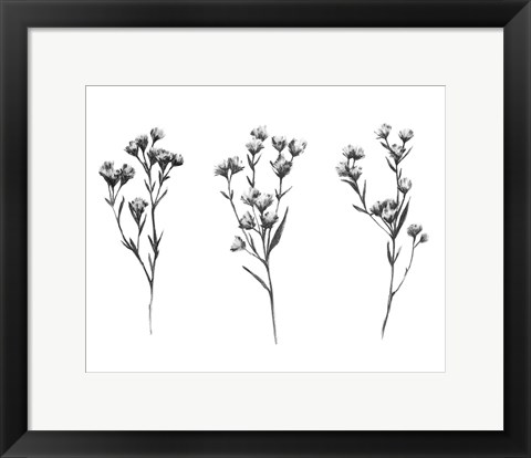 Framed Wild Thistle V Print