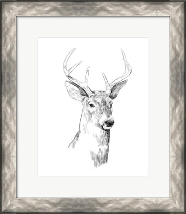 Framed Young Buck Sketch I Print