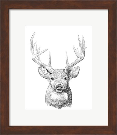 Framed Young Buck Sketch II Print