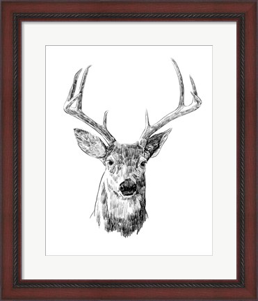 Framed Young Buck Sketch III Print