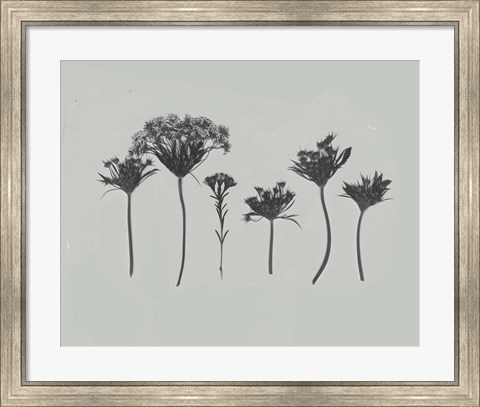Framed Wildflower Memory I Print