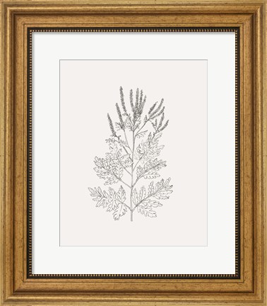 Framed Wild Foliage Sketch II Print