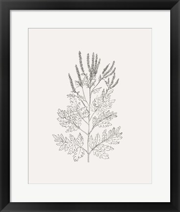 Framed Wild Foliage Sketch II Print