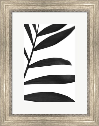 Framed Black Palms V Print