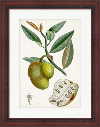 Framed Turpin Tropical Fruit III Print