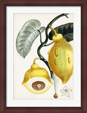 Framed Turpin Tropical Fruit IV Print