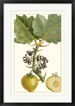 Framed Turpin Exotic Botanical IV Print