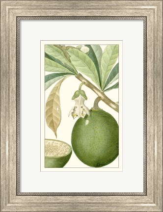 Framed Turpin Exotic Botanical VIII Print