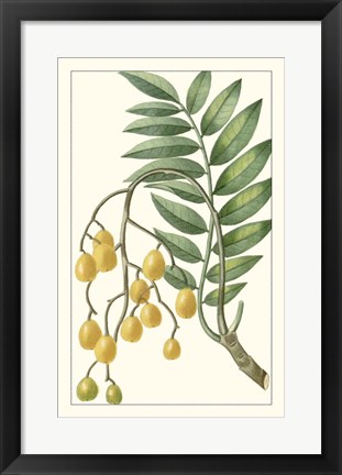 Framed Turpin Exotic Botanical IX Print
