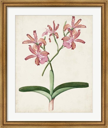 Framed Orchid Pair I Print