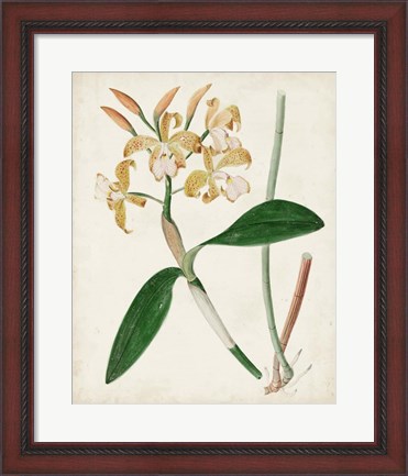 Framed Orchid Pair II Print
