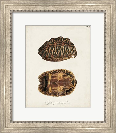 Framed Antique Turtles &amp; Shells I Print