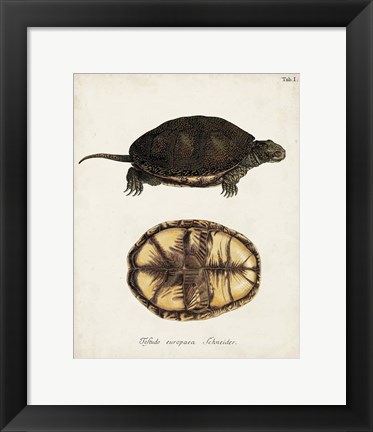 Framed Antique Turtles &amp; Shells II Print