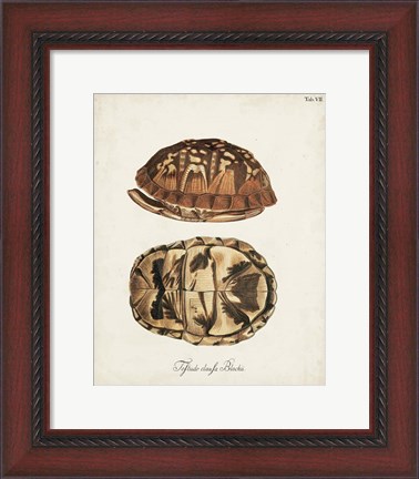 Framed Antique Turtles &amp; Shells III Print