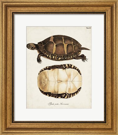 Framed Antique Turtles &amp; Shells IV Print