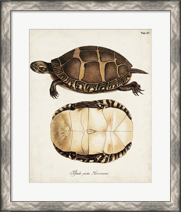 Framed Antique Turtles &amp; Shells IV Print