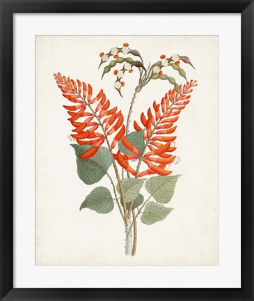 Framed Botanical of the Tropics II Print