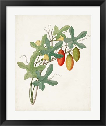 Framed Botanical of the Tropics III Print