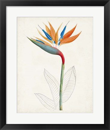 Framed Botanical of the Tropics IV Print