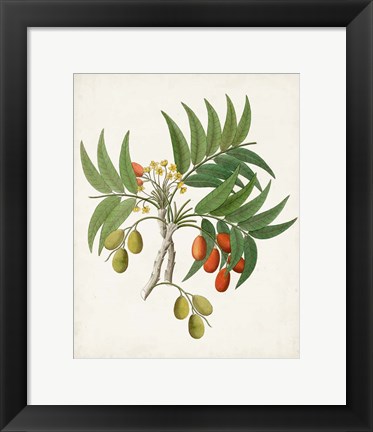 Framed Botanical of the Tropics VI Print