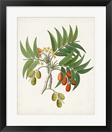 Framed Botanical of the Tropics VI Print