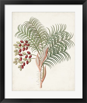 Framed Botanical of the Tropics VII Print