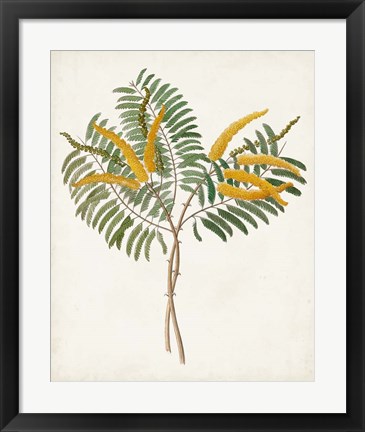 Framed Botanical of the Tropics VIII Print