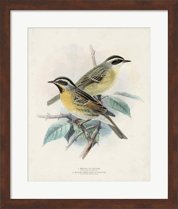 Framed Antique Birds I Print