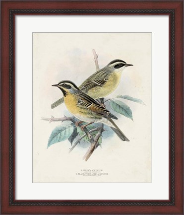 Framed Antique Birds I Print