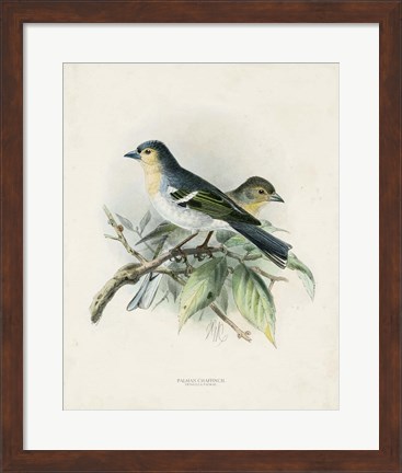 Framed Antique Birds II Print