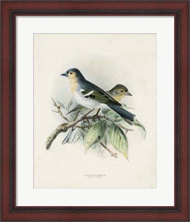 Framed Antique Birds II Print