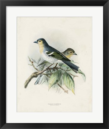Framed Antique Birds II Print