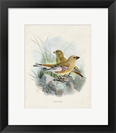 Framed Antique Birds III Print