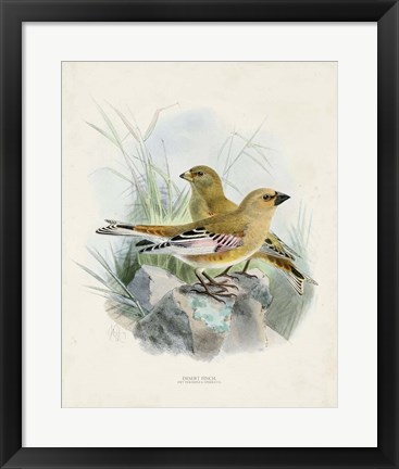 Framed Antique Birds III Print