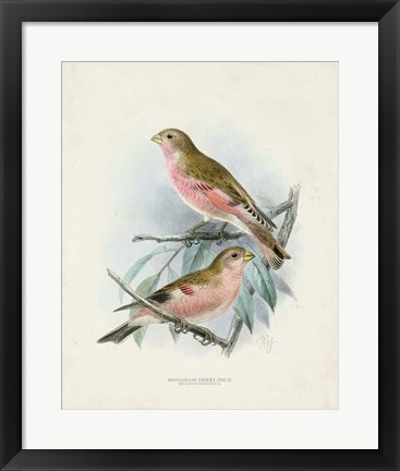Framed Antique Birds IV Print