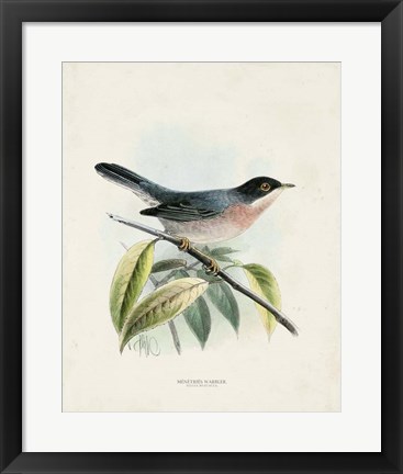 Framed Antique Birds V Print