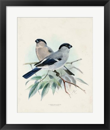 Framed Antique Birds VIII Print