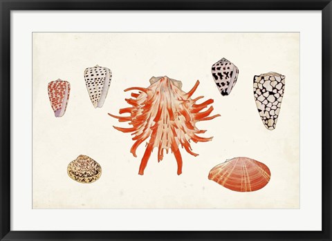 Framed Antique Shell Anthology IV Print