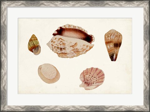 Framed Antique Shell Anthology VI Print