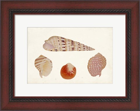 Framed Antique Shell Anthology VII Print