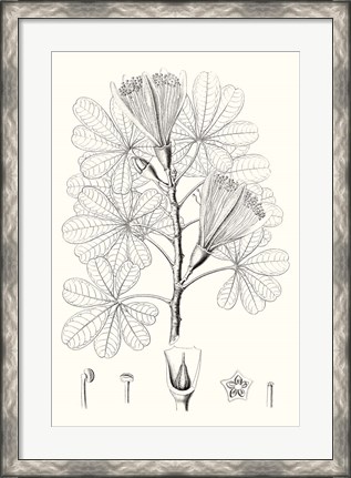 Framed Illustrative Leaves II Print