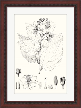 Framed Illustrative Leaves III Print